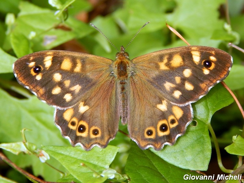 Parco del ticino : incontri del 23/8/14